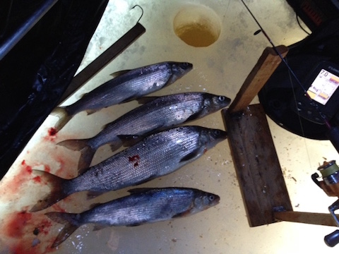 fish in tent
